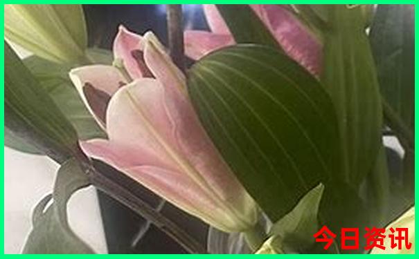 那拉提景区自驾游攻略
